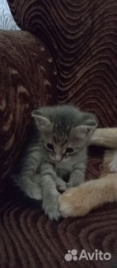 Отдам в добрые руки