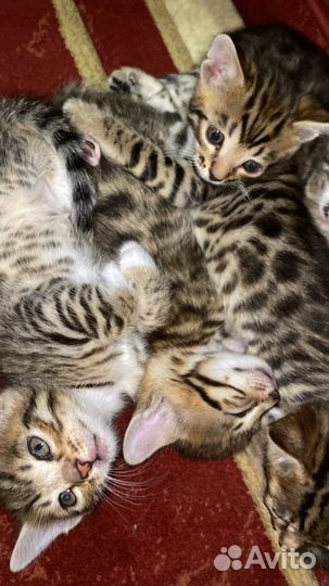 Бенгальская котята