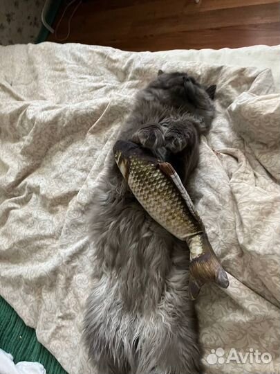 Котик в добрые руки