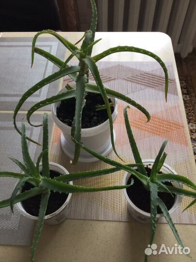 Комнатные цветы алоэ