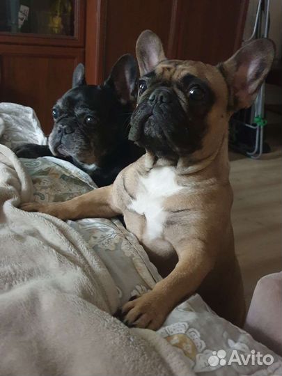 Передержка собак и кошек