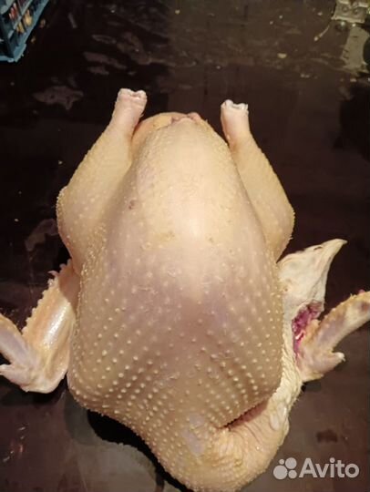 Куры бройлеры тушки мясо