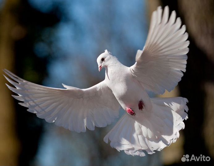 Голуби на свадьбу