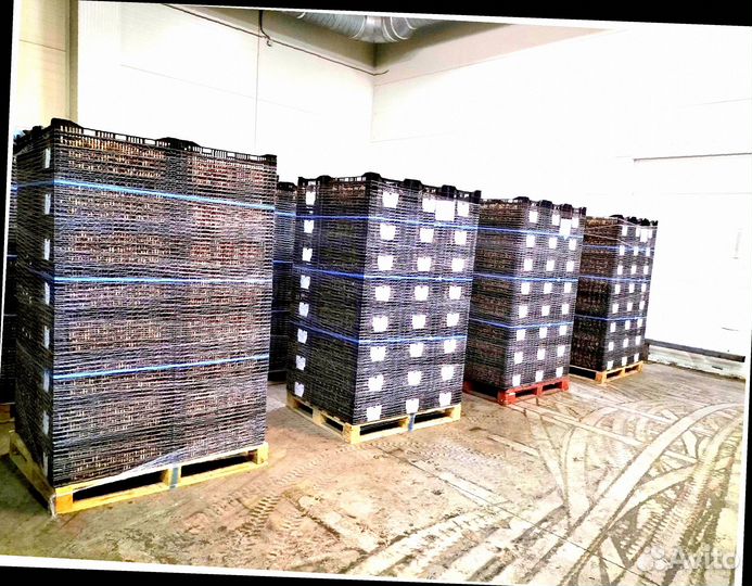 Луковицы тюльпанов махровые