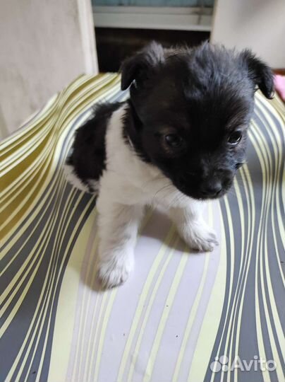 Маленькая собака