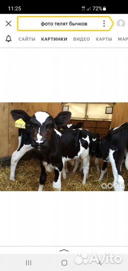 Бычки телята