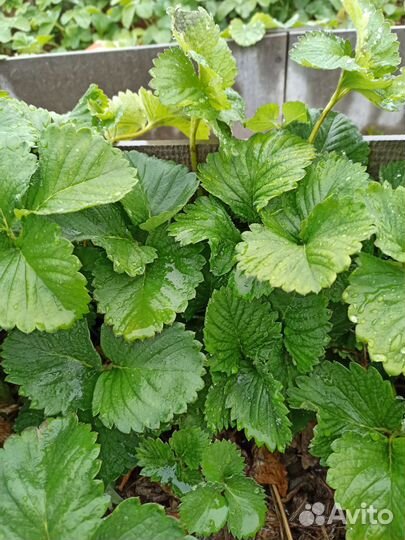 Рассада клубники купчиха,ананасная