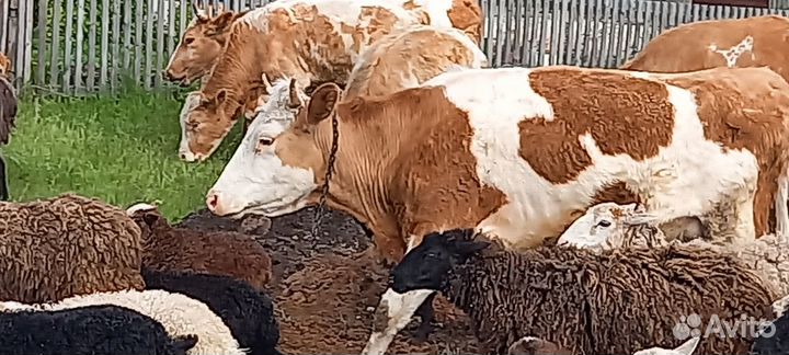 Коровы, телята,бычки, овцы,ягнята