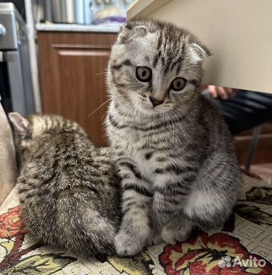 Шотландская