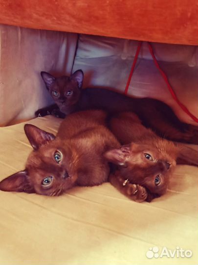 Котята европейской бурмы