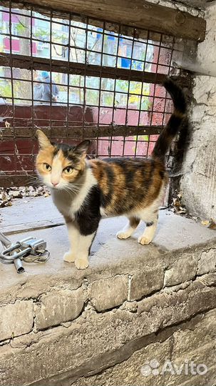 Выбросили кису