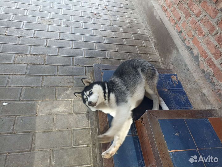 Хаски в добрые руки