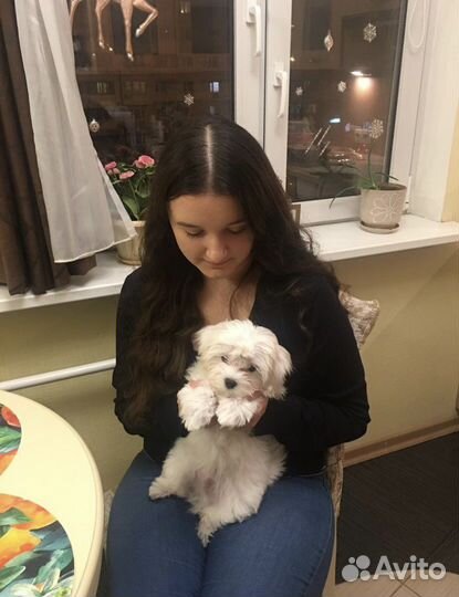 Выгул собак/ приходящая зооняня/ передержка