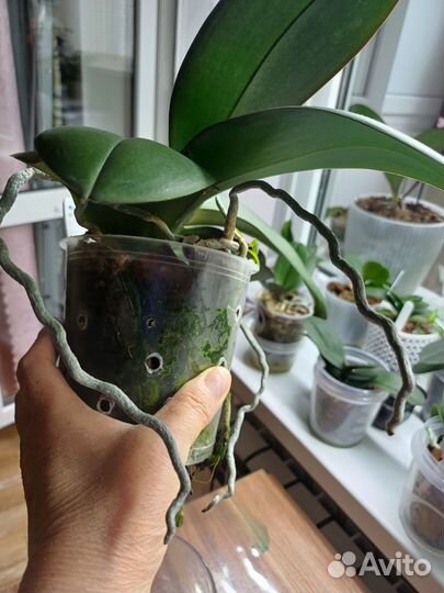 Орхидея фаленопсис