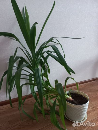 Пальма панданус