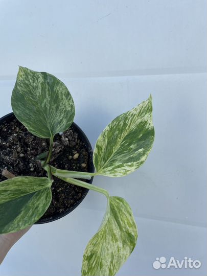 Эпипремнум Марбл Квин (Epipremnum Marble Queen)