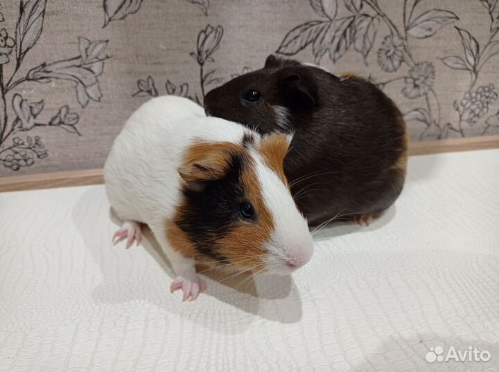 Морские свинки