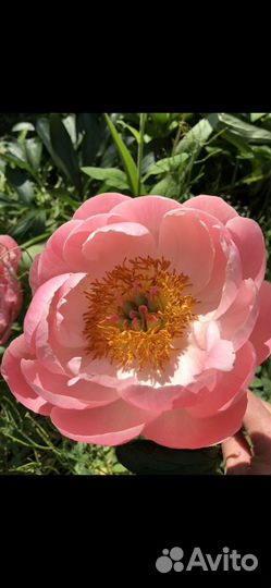 Пион Coral Supreme