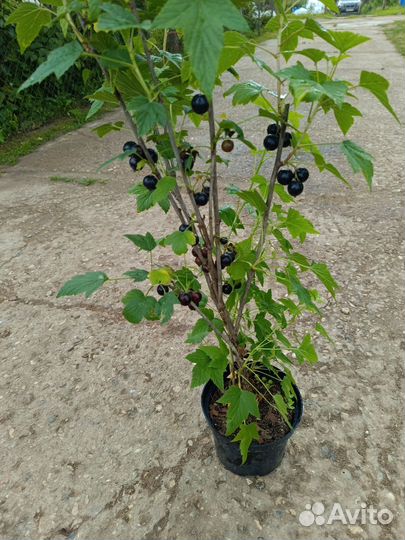 Саженцы черной смородины оптом