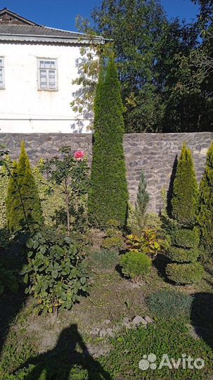 Туи разных сортов