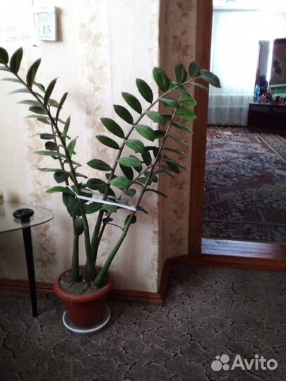 Комнатные растения цветы большие