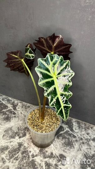 Алоказия Полли