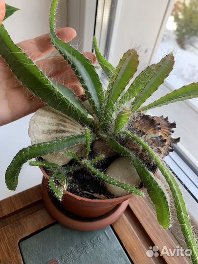 Мини Кактус Маммиллярия, суккуленты