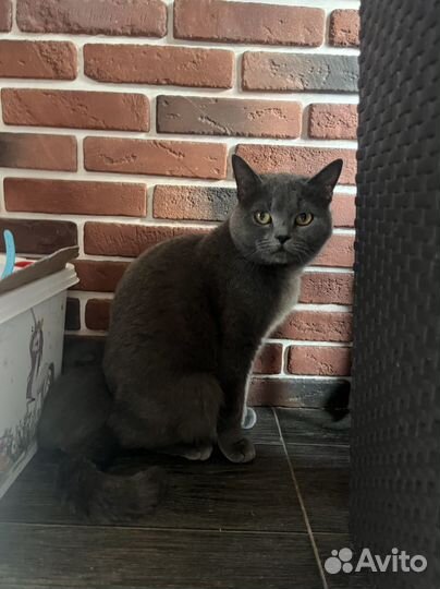 Британская