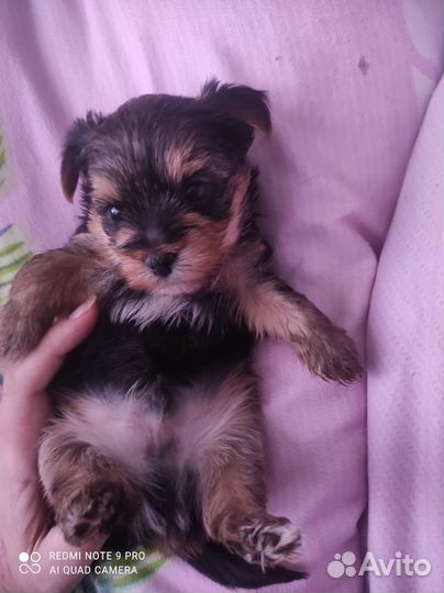 Комочек счастья