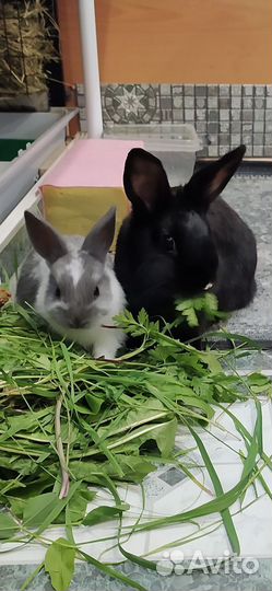 Декоративные кролики