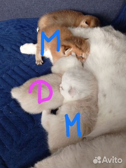 Шотландская