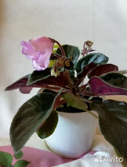 Фиалка Рожева Конвалия