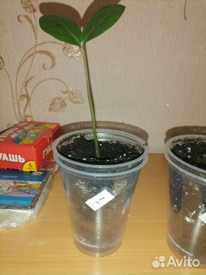 Замиокулькас (доллоровое дерево)