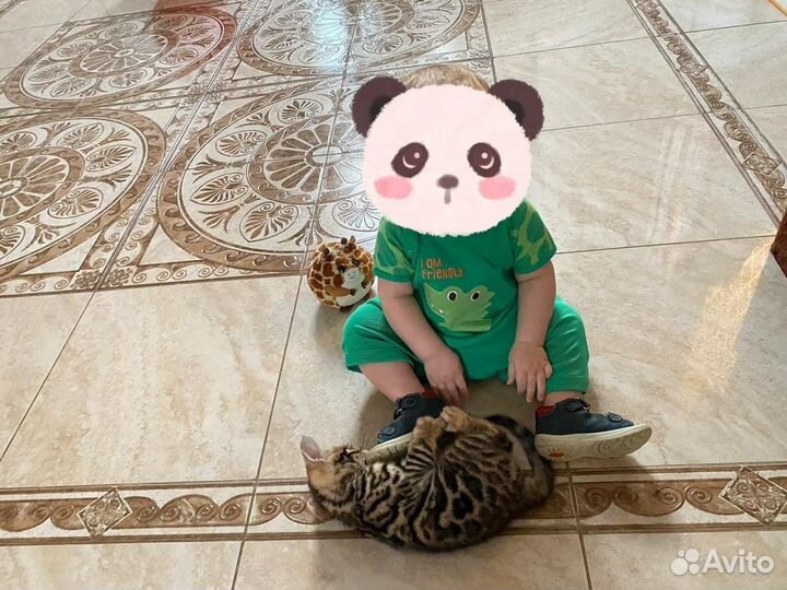 Бенгальчики