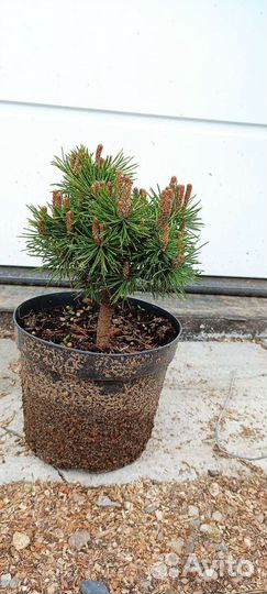 Сосна горная 1(подробности в описании)