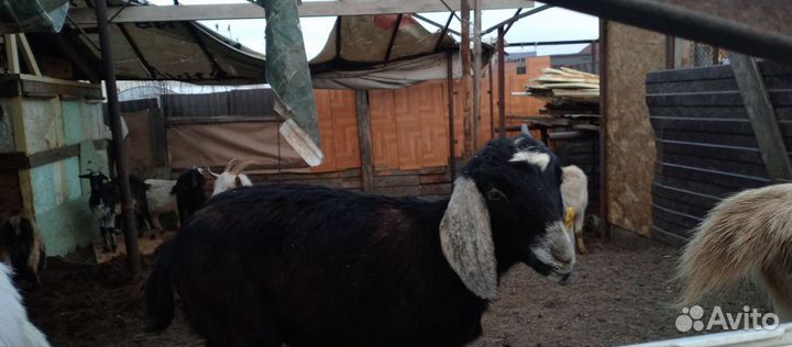 Молочные козы