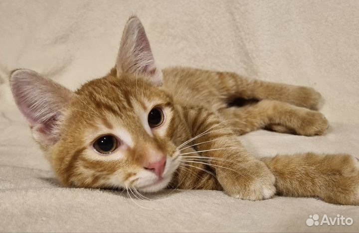 Котик 4.5 мес