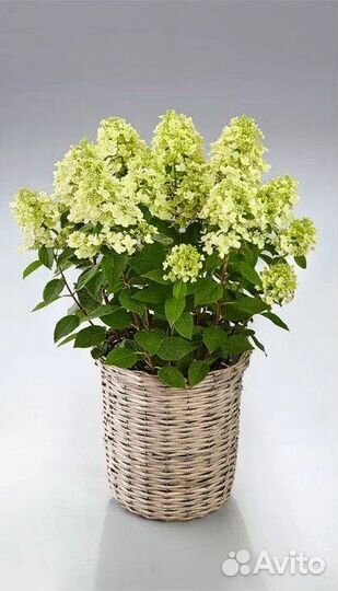 Гортензия метельчатая серии пан