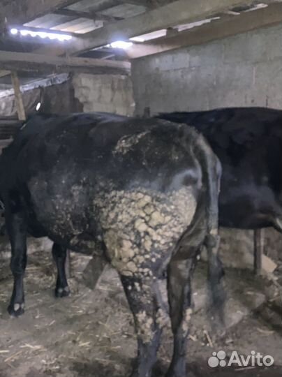 Быки на мясо