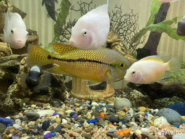 Аквариум 320 литров со всем содержимым