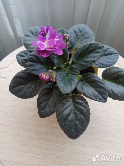 Цветы фиалки детки