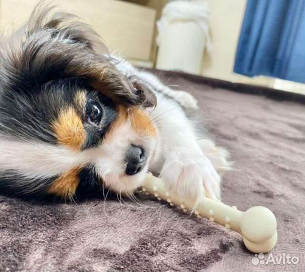 Щенки спаниели Чарли