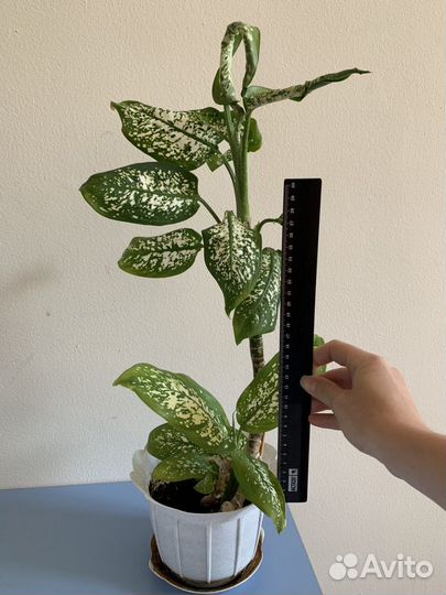 Диффенбахия