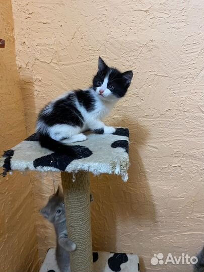 Отдам котенка в добрые руки