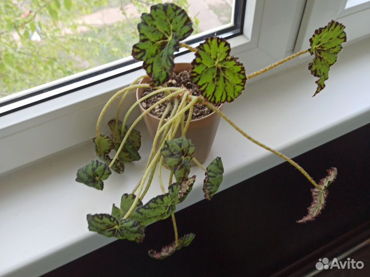 Бегония тигровая