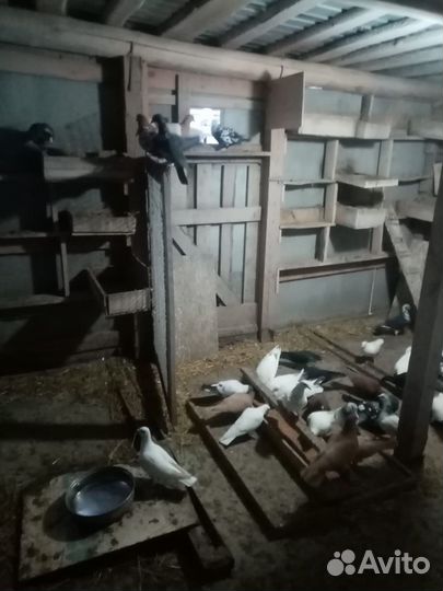 Продам голубей