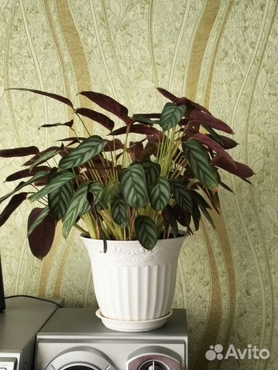 Ктенанта оппенгейма