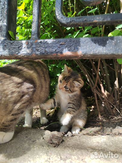 Трехцветный котенок девочка