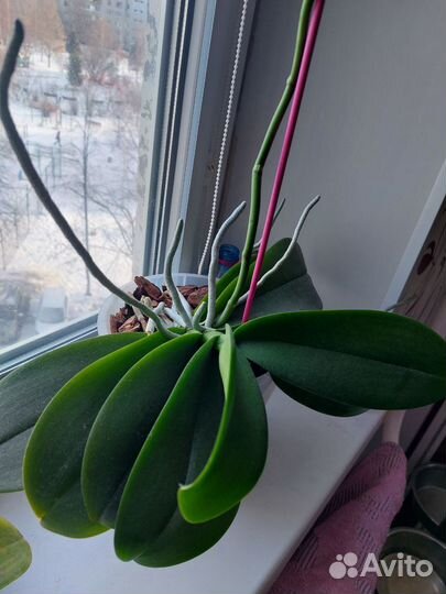 Орхидея фаленопсис Саммер брайт