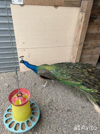 Фазаны павлины